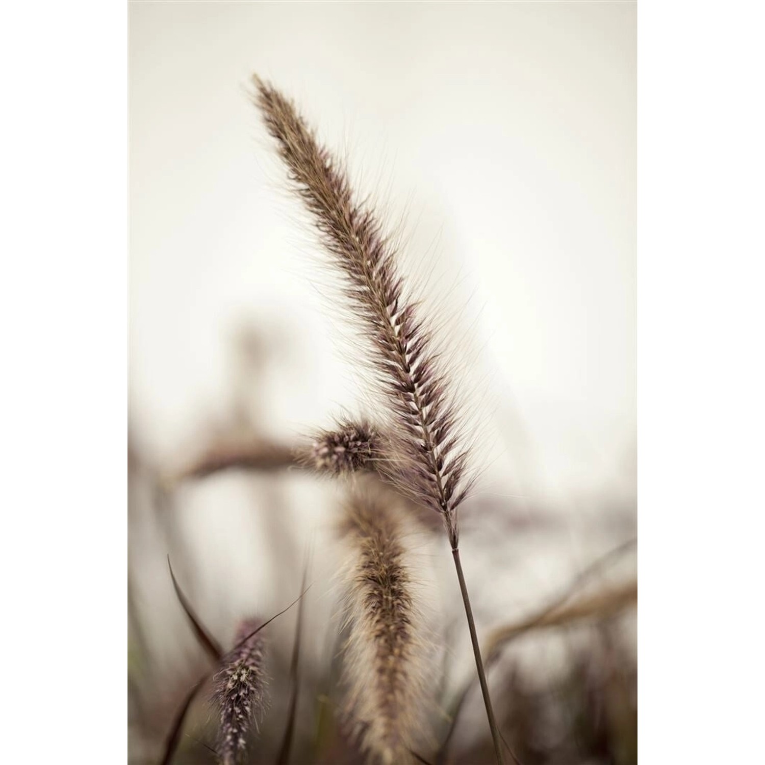 Pennisetum Setaceum Red Fox Lampenputzergras Rot 2 Liter Container günstig online kaufen