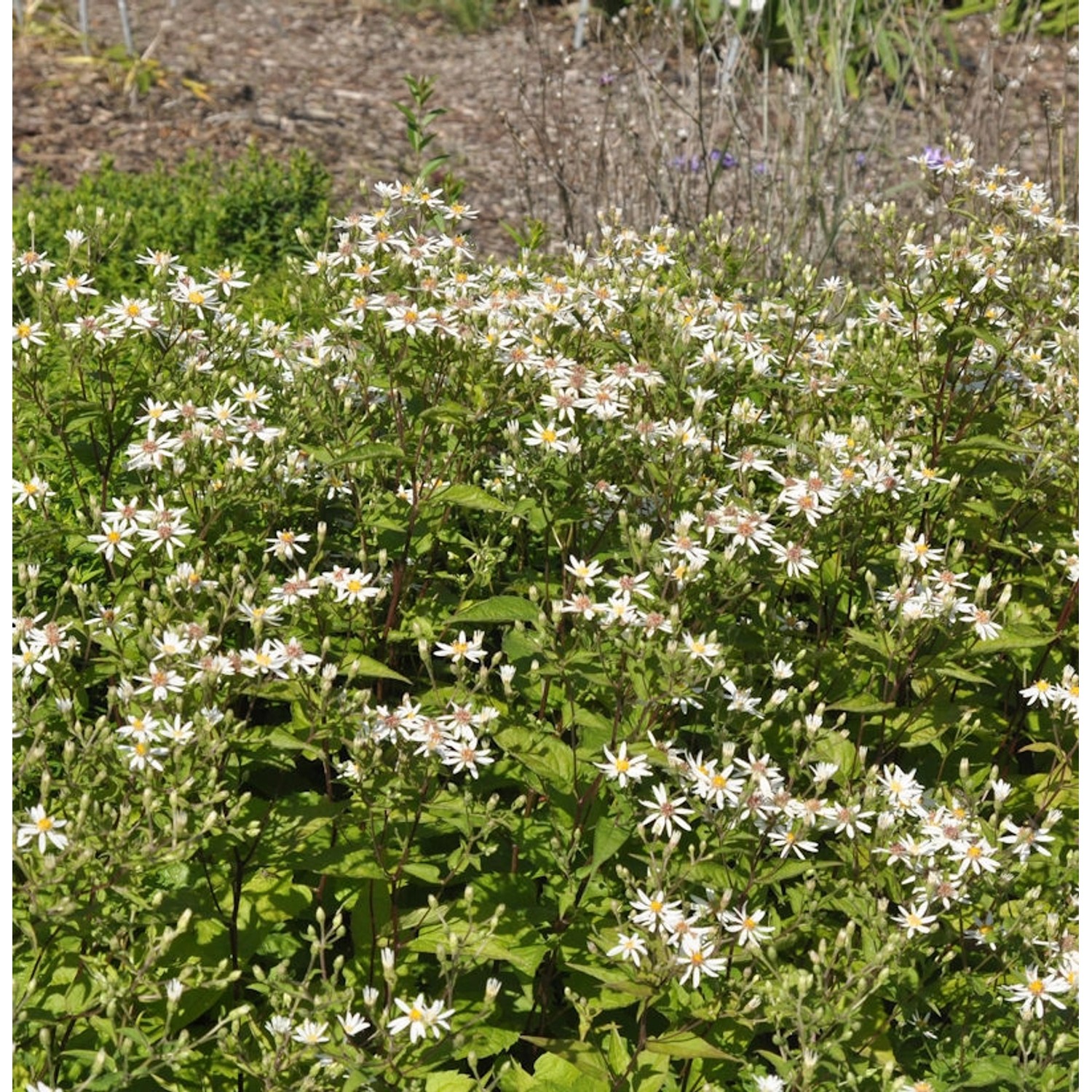 Waldaster Eastern Star - Aster divaricatus günstig online kaufen