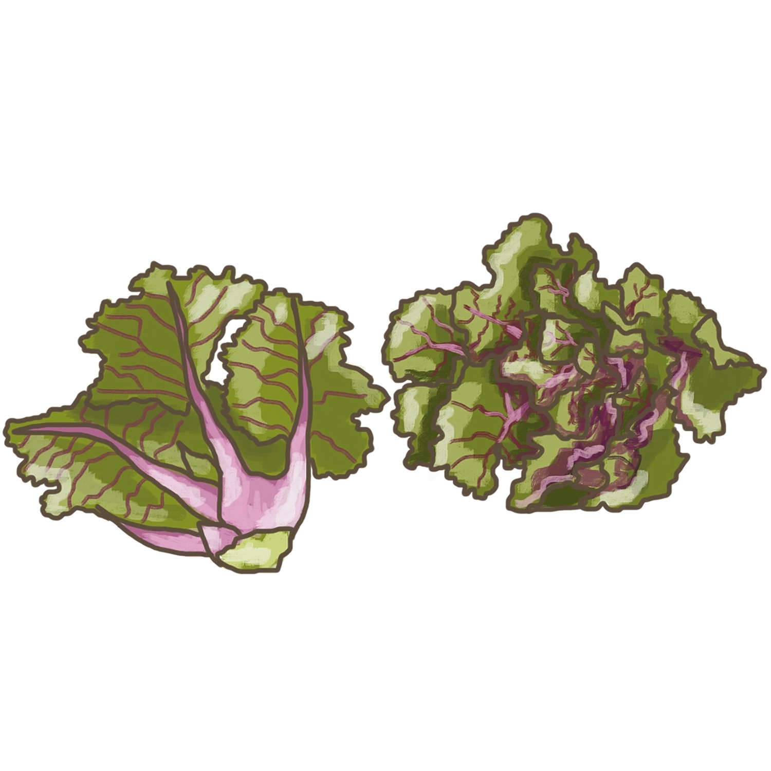 Blu Bio-Rosenkohl &amp;quot;Flower Sprout&amp;quot; Topf-Ø ca. 12 cm Brassica ole. var ...