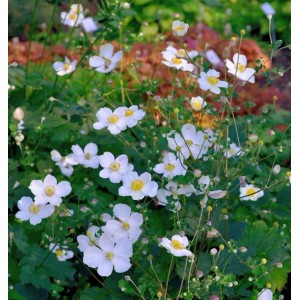 Japanische Herbstanemone Alba - Anemone hupehensis