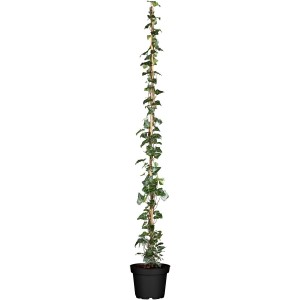 Irischer Efeu 'Hibernica' (100–150 cm) im Topf, eine immergrüne Kletterpflanze für Garten und Balkon.