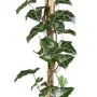Irischer Efeu 'Hibernica' (100–150 cm) im Topf, eine immergrüne Kletterpflanze für Garten und Balkon.