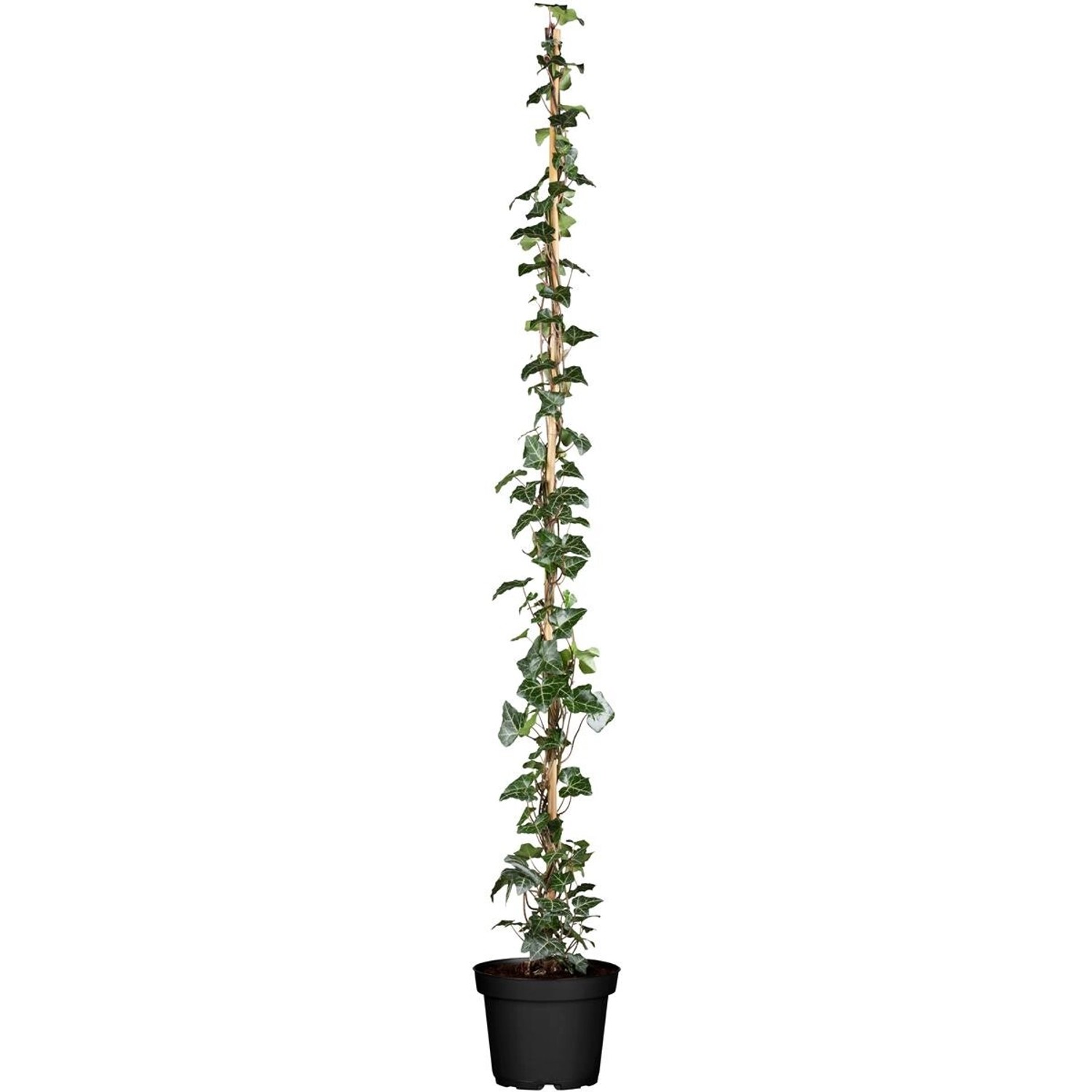 Hedera Helix Hibernica Irischer Efeu 100–150 cm günstig online kaufen