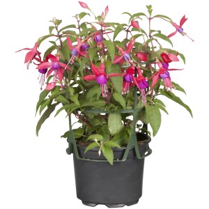 Hängende Fuchsie im Topf, zweifarbige Blüten (rot/lila), ca. 11 cm Topf-Ø.