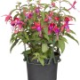Hängende Fuchsie im Topf, zweifarbige Blüten (rot/lila), ca. 11 cm Topf-Ø.