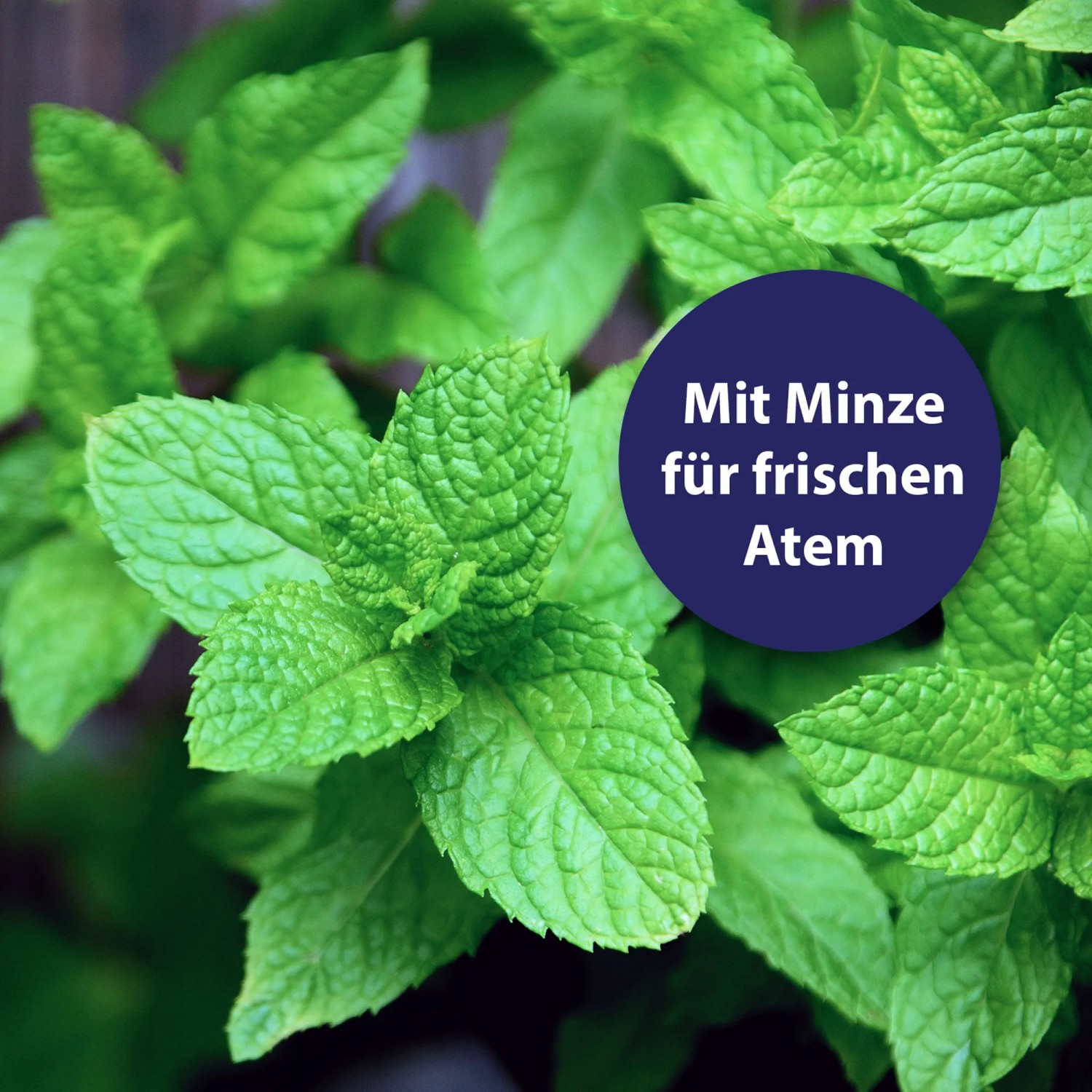 Frische Minze für Canosept Dental Gel zur Hunde-Zahnpflege für besseren Atem.