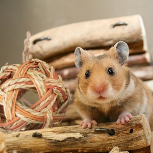 Hamster mit Zubehör-Set aus Stroh, Seegras und Rattan, bestehend aus Röhre und Ball.