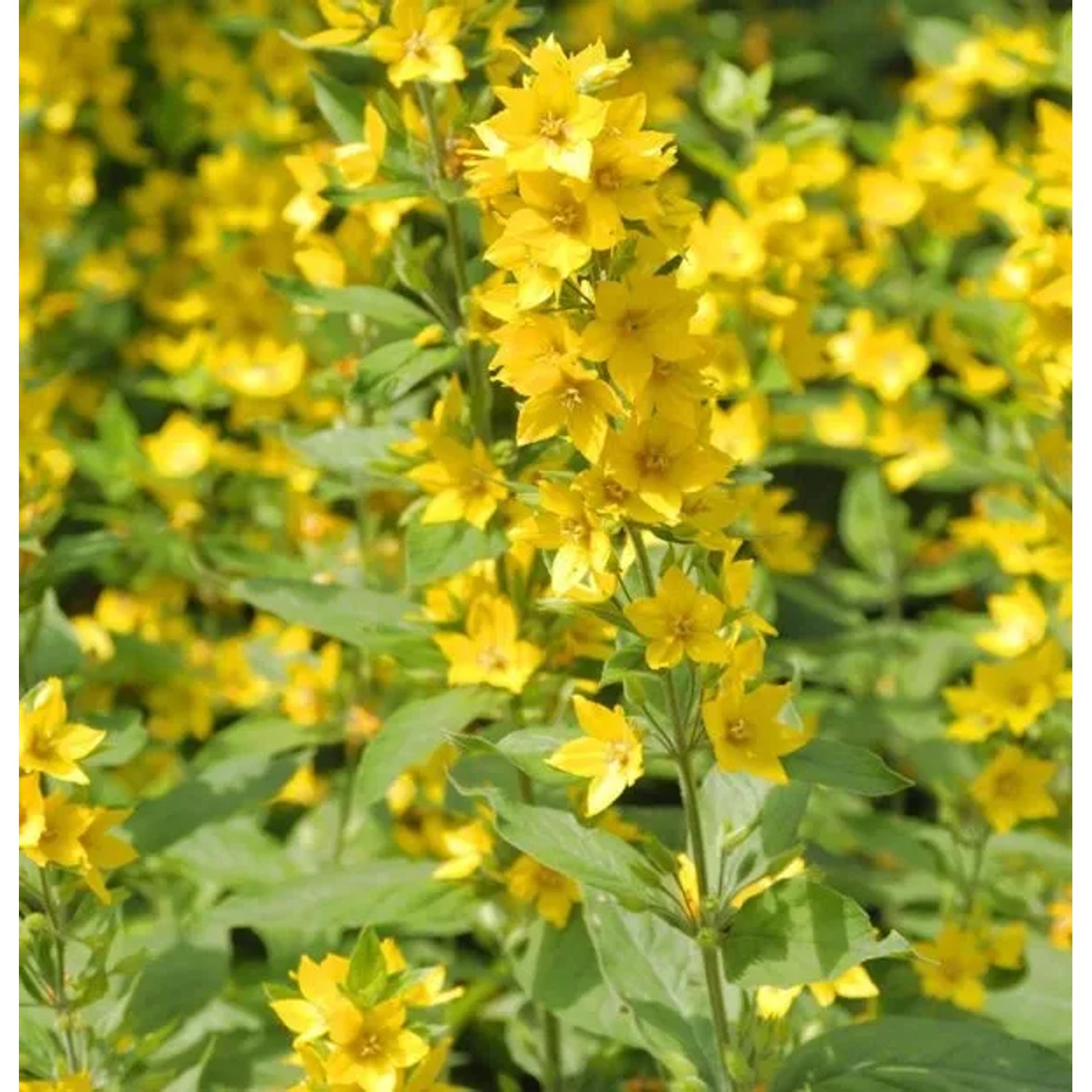 Gefleckter Gold Felberich - Lysimachia punctata