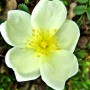 Nahaufnahme einer weißen Bibernellrose. Die Rose ist eine Topfpflanze und blüht mit gelben Staubgefäßen.