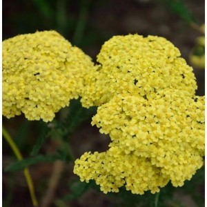 Nahaufnahme der gelben Blütenstände der Schafgarbe Credo (Achillea filipendulina).