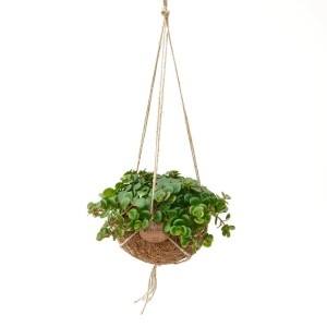 Hängende Exotenherz Kokodama Sedum Tornado im Kokosgefäß, ca. 15cm.