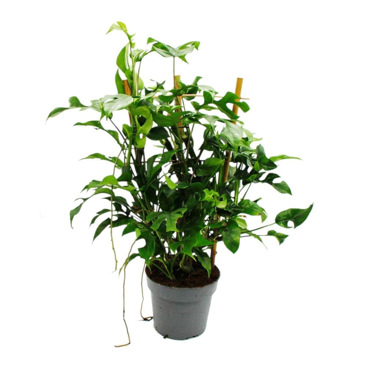 Exotenherz Monstera Minima Fensterblatt am Bambusspalier 16cm Topf ca. 50-6 günstig online kaufen