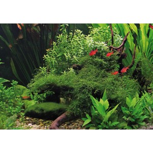 Aquarium mit Dennerle Taxiphyllum Barbieri Moos, Aquariumpflanze im Vordergrund.