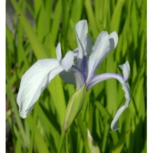 Nahaufnahme einer blassblauen Asiatischen Sumpf Schwertlilie (Iris laevigata) vor grünem Hintergrund.