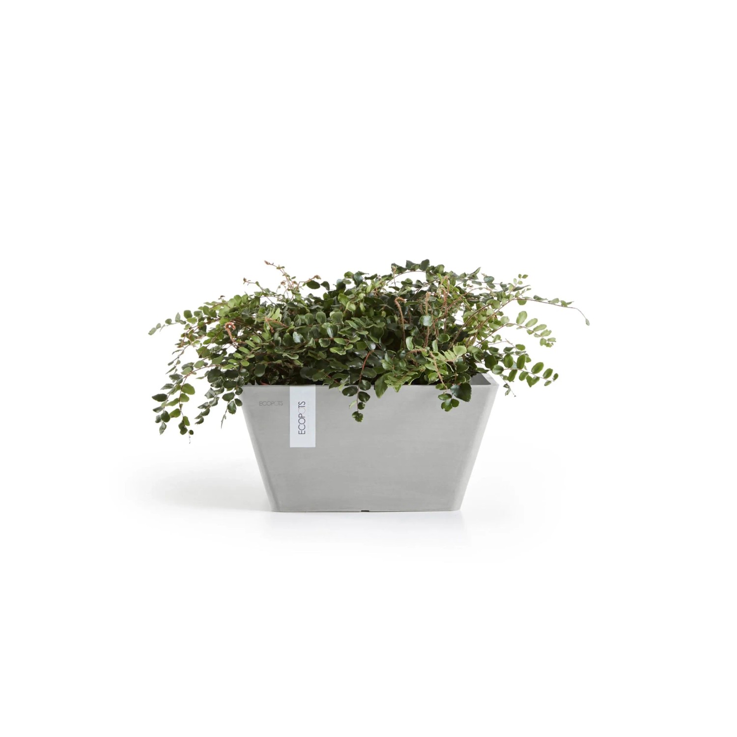 Ecopots Berlin Pflanzschale, quadratisch, weißgrau, 25x12,8cm, mit grüner Pflanze.