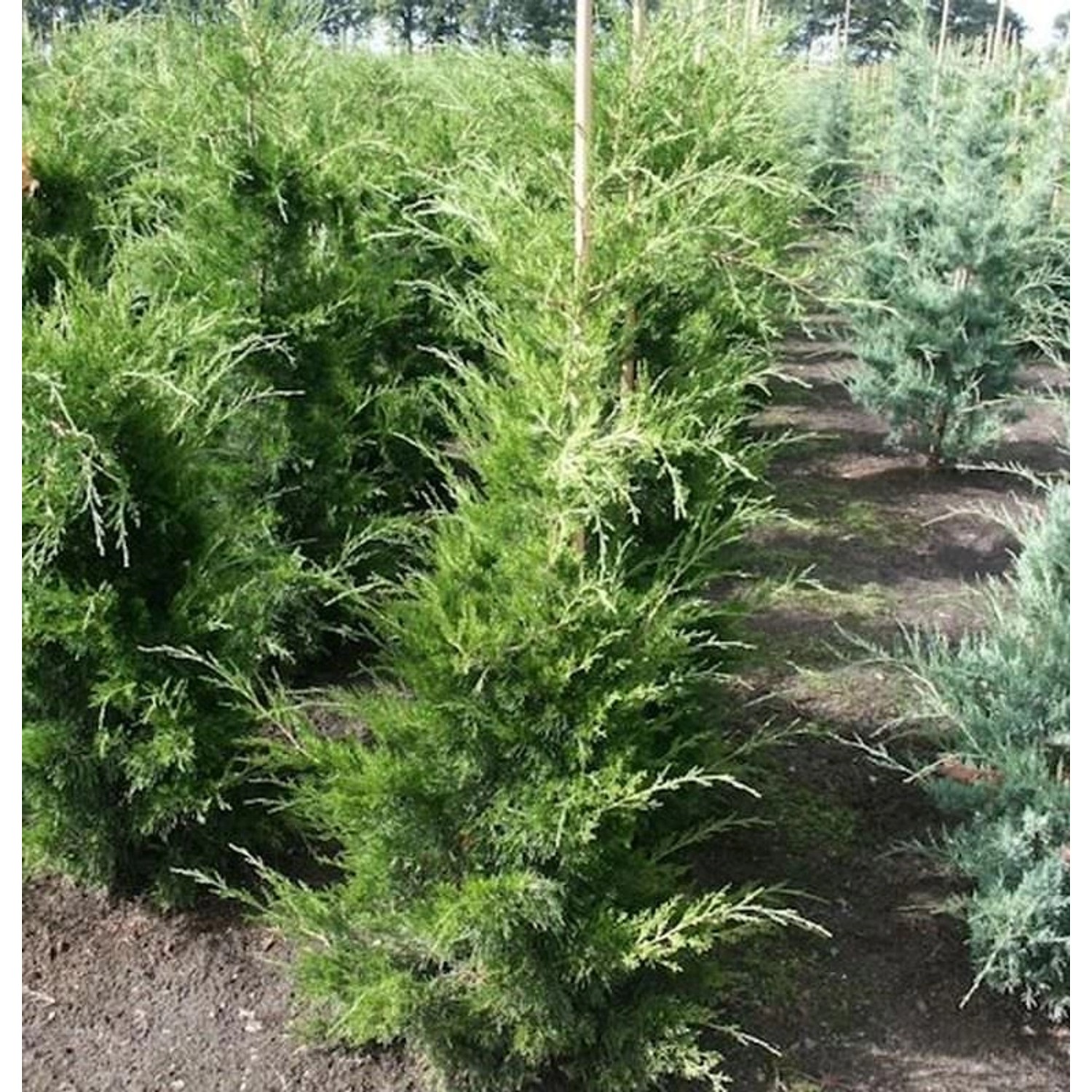 Zypressen Wacholder Canaeetii 100-125cm - Juniperus virginiana