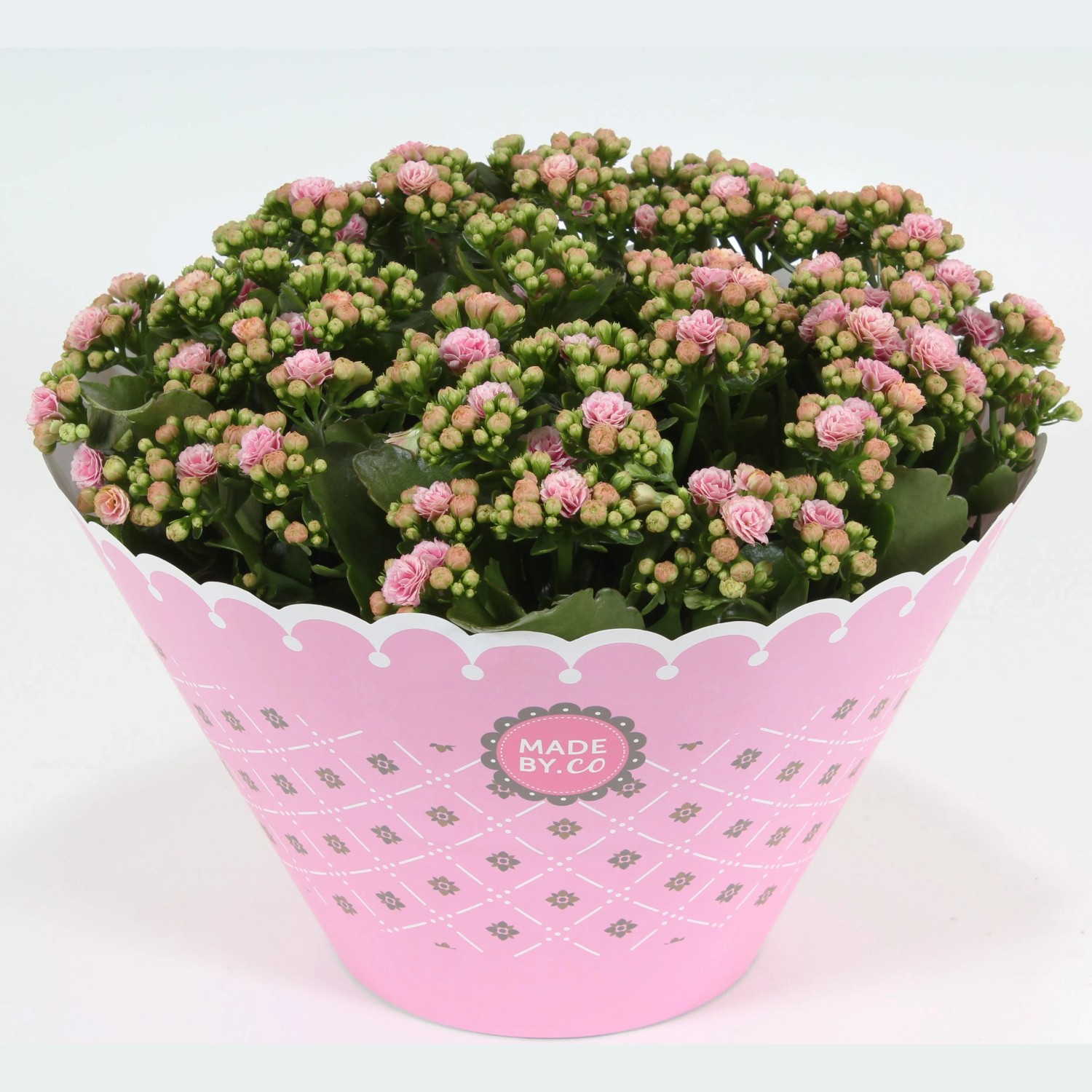 Flammendes Kthchen Rosalina, Topf- 23 cm (Kalanchoe) kaufen bei OBI