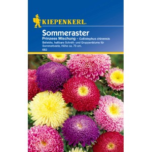 Mehrfarbige Kiepenkerl Sommeraster Prinzess Mischung, eine einjährige Schnittblume für Sommerbeete.