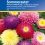 Mehrfarbige Kiepenkerl Sommeraster Prinzess Mischung, eine einjährige Schnittblume für Sommerbeete.