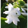 Grünblattfunkie Aphrodite - Hosta plantaginea