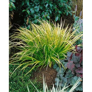 Japanische Segge 'Ogon' mit gelbgrünen Blättern im Beet. Ziergras für Garten und Kübel.