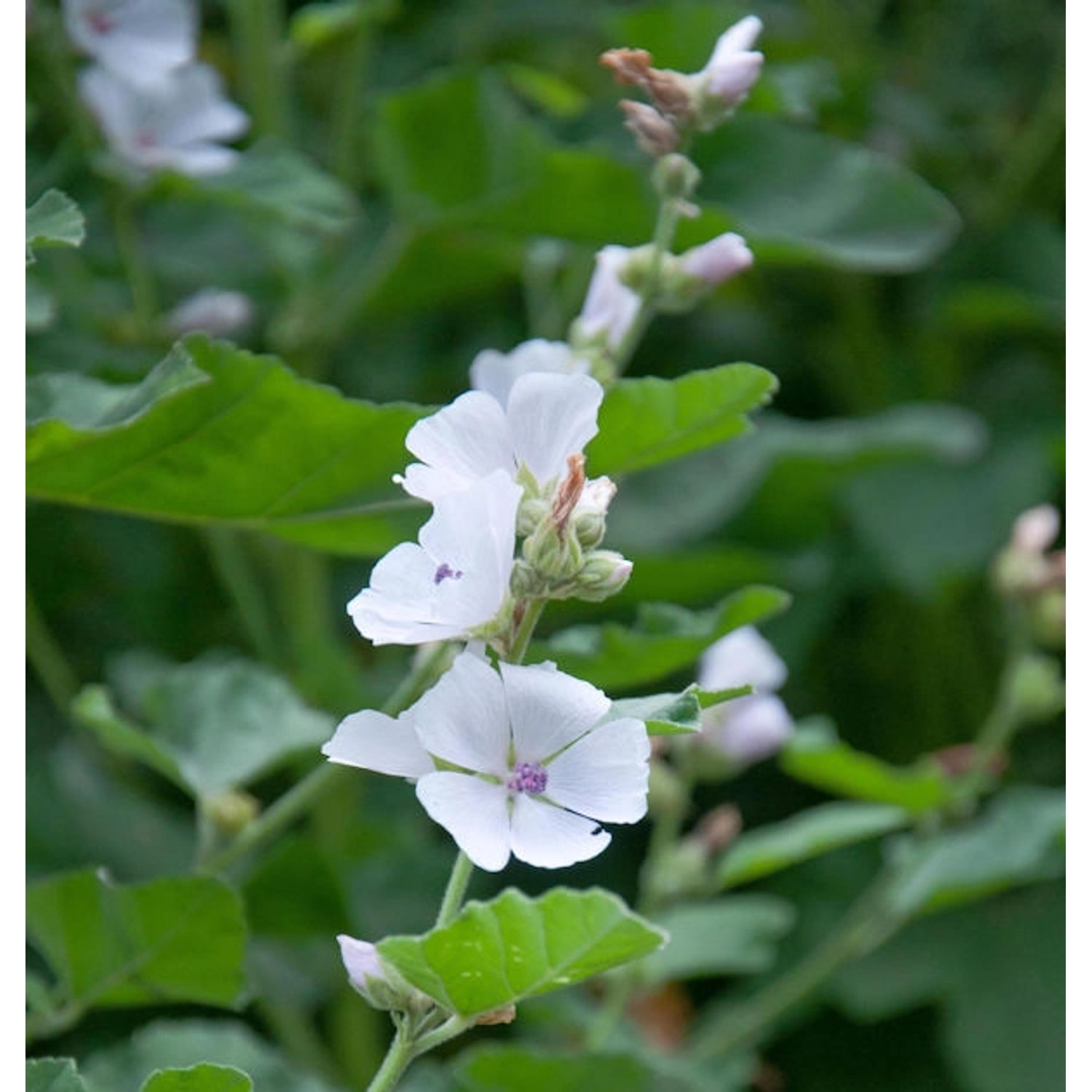 Moschus Malve - Malva moschata günstig online kaufen