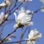 Nahaufnahme einer weißen Loebner Magnolie (Magnolia Loebneri Merrill) vor blauem Himmel.