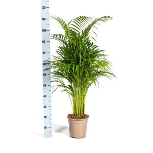 Exotenherz Goldfruchtpalme Dypsis Lutescens Areca Solitärpflanze ca. 100-120cm Hoch 21cm Topf