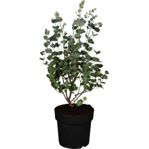 Eukalyptus Azura Busch im Topf, ca. 40-60 cm hoch, silberblaues Laub.