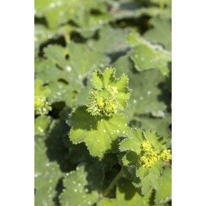 Nahaufnahme des Alchemilla Mollis Thriller Frauenmantels mit gelbgrünen Blüten und Blättern.