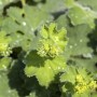 Nahaufnahme des Alchemilla Mollis Thriller Frauenmantels mit gelbgrünen Blüten und Blättern.