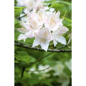Nahaufnahme: Blühender Rhododendron Luteum Whitethroat mit zarten, weißen Blüten.