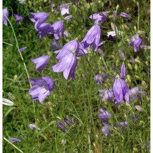 Nahaufnahme der zarten, lilafarbenen Blüten einer Rundblättrigen Glockenblume.