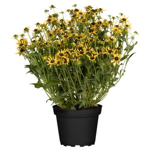 Gelber Sonnenhut 'Little Gold Star' im Topf, ca. 19 cm Ø, Rudbeckia fulgida.