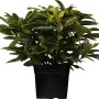 Immergrüner Rhododendron Sternzauber im Topf, ca. 30-40 cm hoch.