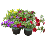 Zauberglöckchen im Mehrwegtopf, verschiedene Farben, Topf-Ø ca. 12 cm, ideal für Balkon und Terrasse.