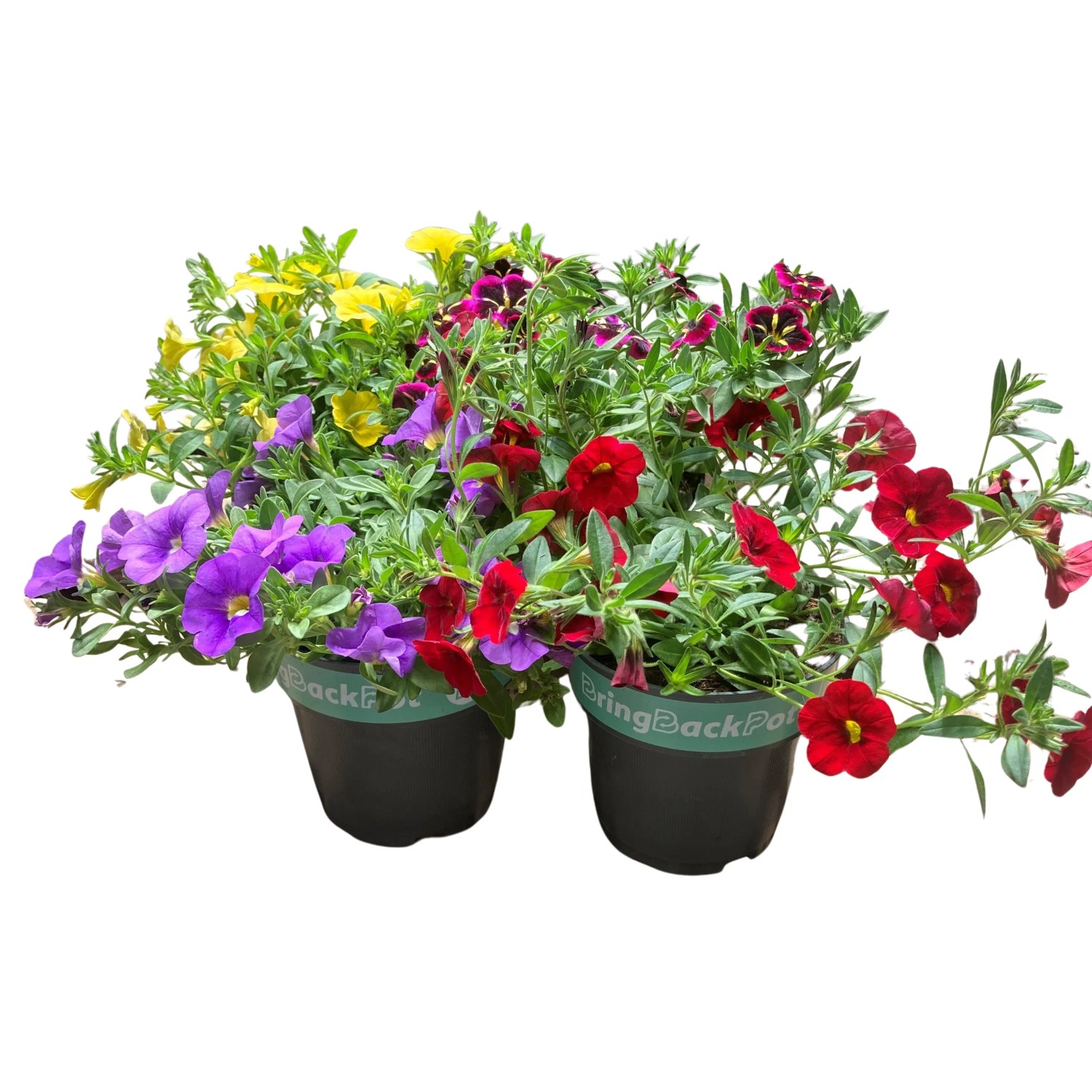 Zauberglöckchen im Mehrwegtopf, verschiedene Farben, Topf-Ø ca. 12 cm, ideal für Balkon und Terrasse.