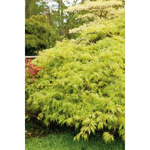 Grüner OBI Schlitzahorn 'Dissectum Viridis' im Topf, buschig wachsend mit geschlitztem Laub.