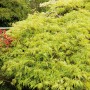 Grüner OBI Schlitzahorn 'Dissectum Viridis' im Topf, buschig wachsend mit geschlitztem Laub.