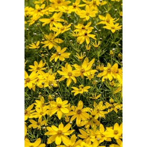 Leuchtend gelbes Mädchenauge 'Zagreb' (Coreopsis verticillata) im 9x9 cm Topf.