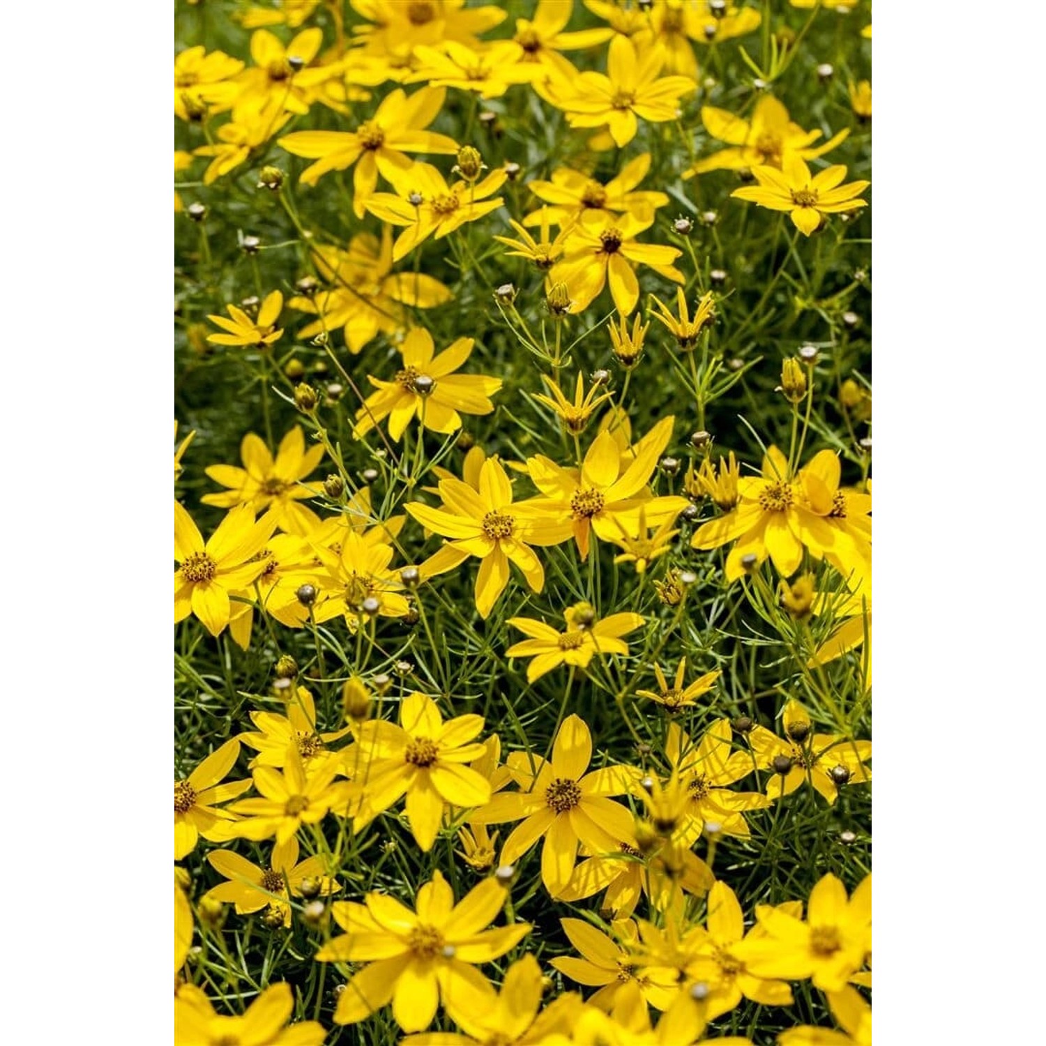 Coreopsis Verticillata Zagreb Mädchenauge Ca. 9x9 cm Topf günstig online kaufen