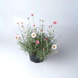 Marokkanische Margerite Rhodanthemum Hybrid Mix im Topf, ca. 15 cm hoch, mit rosa und weißen Blüten.