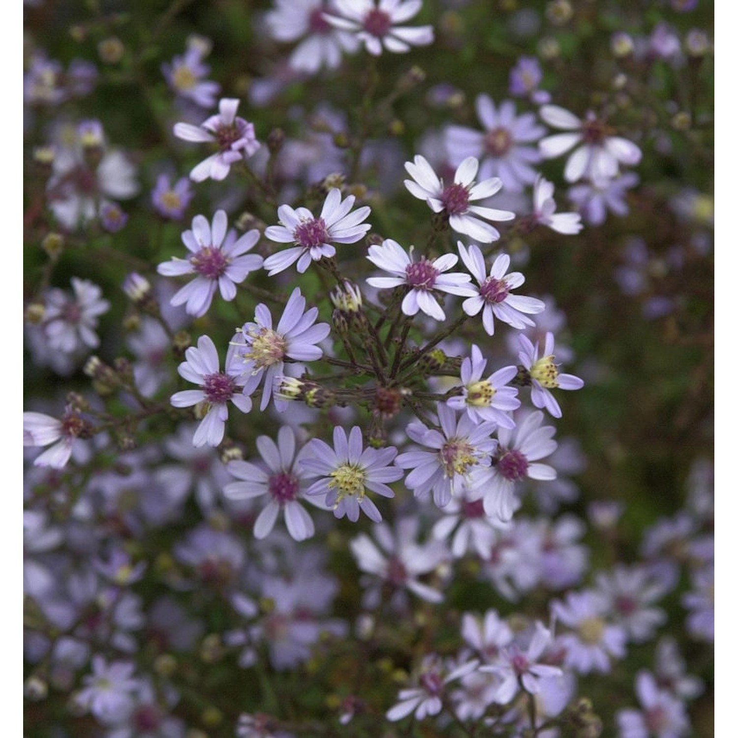 Schleieraster Blue Heaven - Aster cordifolius günstig online kaufen