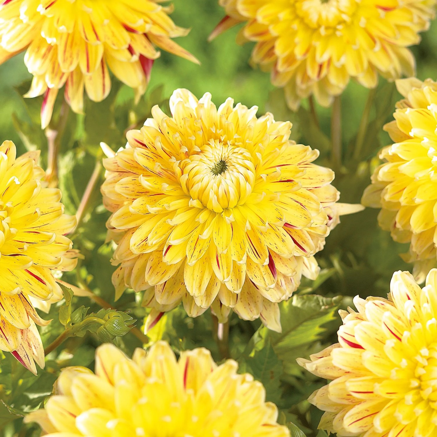 GROW by OBI Dahlie dekorativ Cambridge