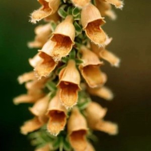 Fingerhut Gelber Herold - Digitalis ferruginea