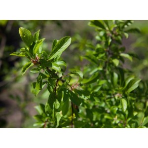 Schlehdorn (Prunus Spinosa) mit grünen Blättern, 40–60 cm hoch.