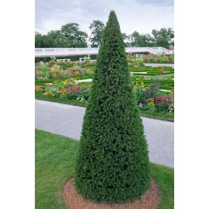 Kegelförmige Taxus baccata 'Höpken's Gigant' (80-100 cm) im Garten, ideal als Heckenpflanze.