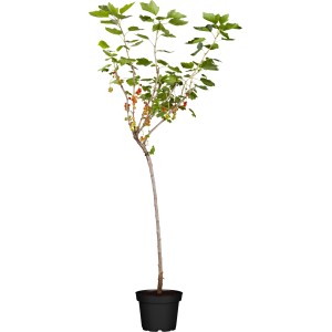 Bio Johannisbeere 'Rot' als Fußstamm im Topf. Ideal für Garten & Balkon.