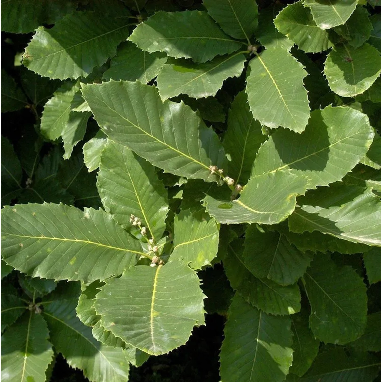 Pontische Eiche 40-60cm - Quercus pontica