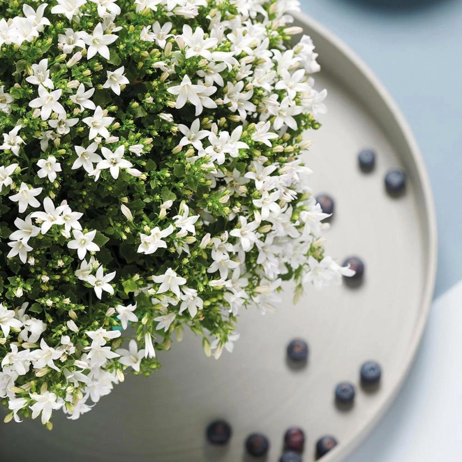 Exotenherz Campanula Addenda Glockenblume Weiß 12cm Topf 6 Pflanzen